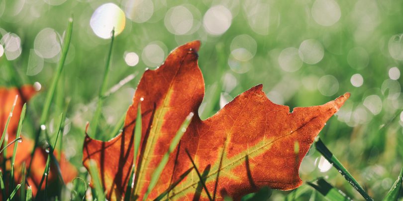 Herbst-Ramadama 2016 herbst_blatt_wiese